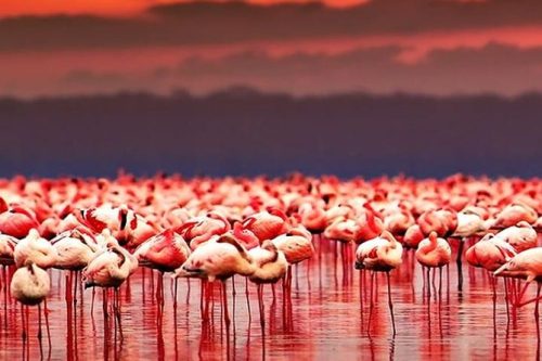 Lake Natron  Engaruka Ruins safaris