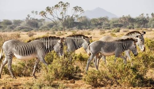 Samburu Wildlife Safari – 3 Days 2 Nights